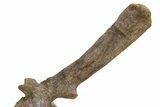 Hadrosaur (Edmontosaurus) Vertebra With Metal Stand - Wyoming #211080-5